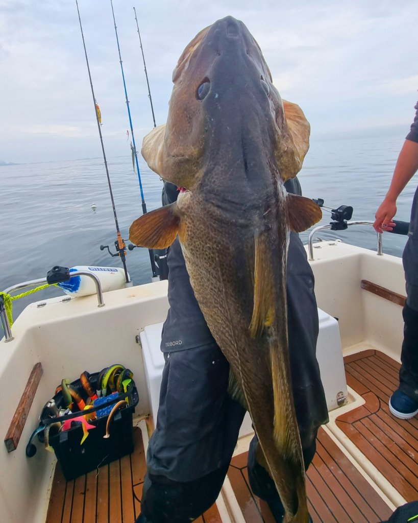 Be aware that during the pic of activity, every day, they will swim and hunt in mid-water. So, get up and get ready for a strike at every depth.